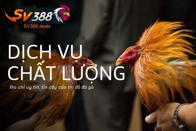 SV388 cung cấp dịch vụ gì ?