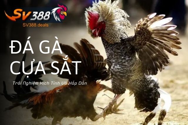 Đá Gà Cựa Sắt Tại SV388: Trải Nghiệm Kịch Tính Và Hấp Dẫn Đá Gà Cựa Sắt Tại SV388: Trải Nghiệm Kịch Tính Và Hấp Dẫn