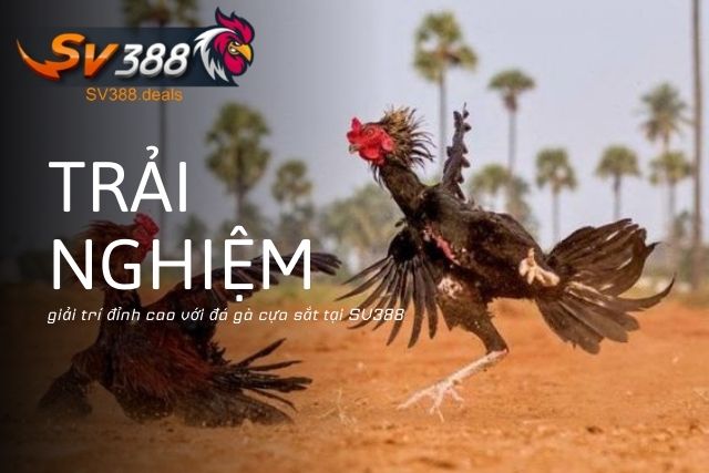 Đá Gà Cựa Sắt Tại SV388: Trải Nghiệm Kịch Tính Và Hấp Dẫn Trải nghiệm giải trí đỉnh cao với đá gà cựa sắt tại SV388