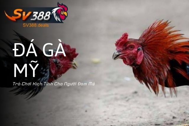 Đá Gà Mỹ Tại SV388: Trò Chơi Kịch Tính Cho Người Đam Mê Đá Gà Mỹ Tại SV388: Trò Chơi Kịch Tính Cho Người Đam Mê