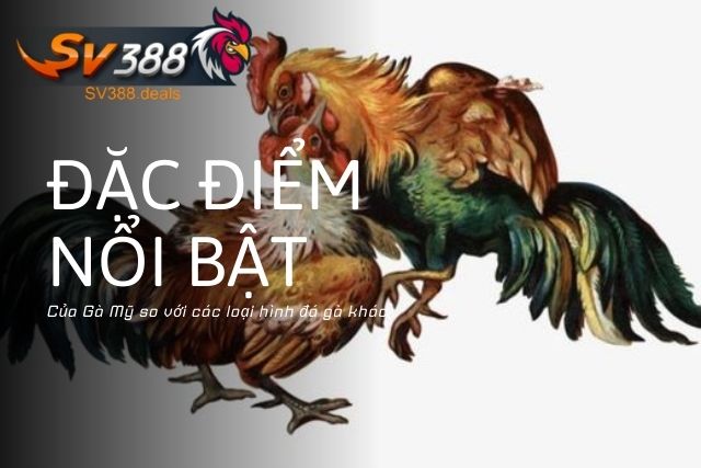 Đá Gà Mỹ Tại SV388: Trò Chơi Kịch Tính Cho Người Đam Mê Đặc Điểm Nổi Bật Của Gà Mỹ so với các loại hình đá gà khác