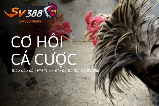 Đá Gà Mỹ Tại SV388: Trò Chơi Kịch Tính Cho Người Đam Mê Cơ hội cá cược siêu hấp dẫn Khi Tham Gia Đá Gà Mỹ Tại SV388